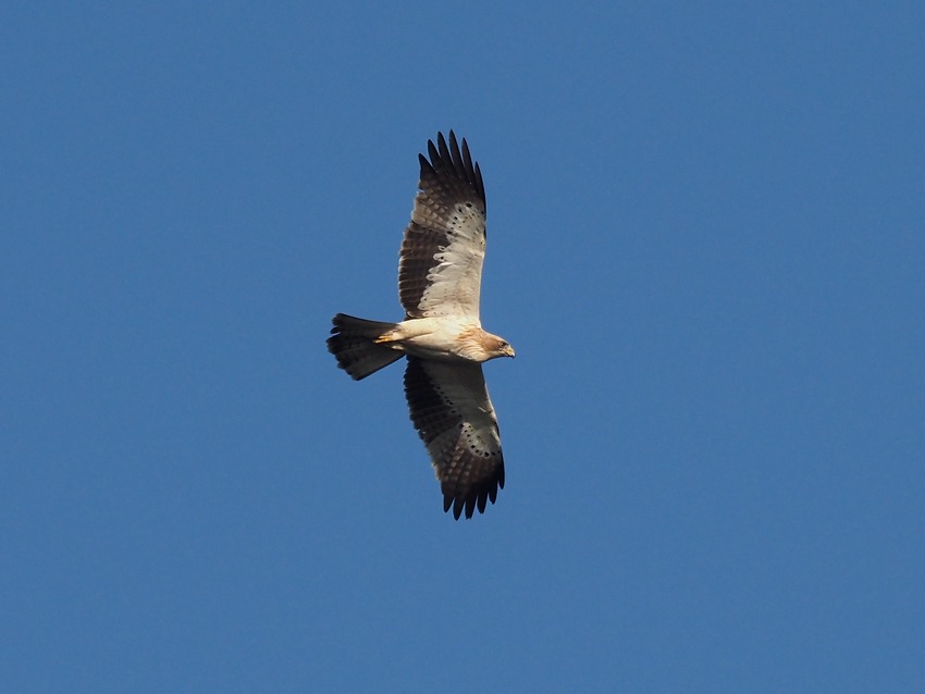 Aquila minore (Hieraaetus pennatus)